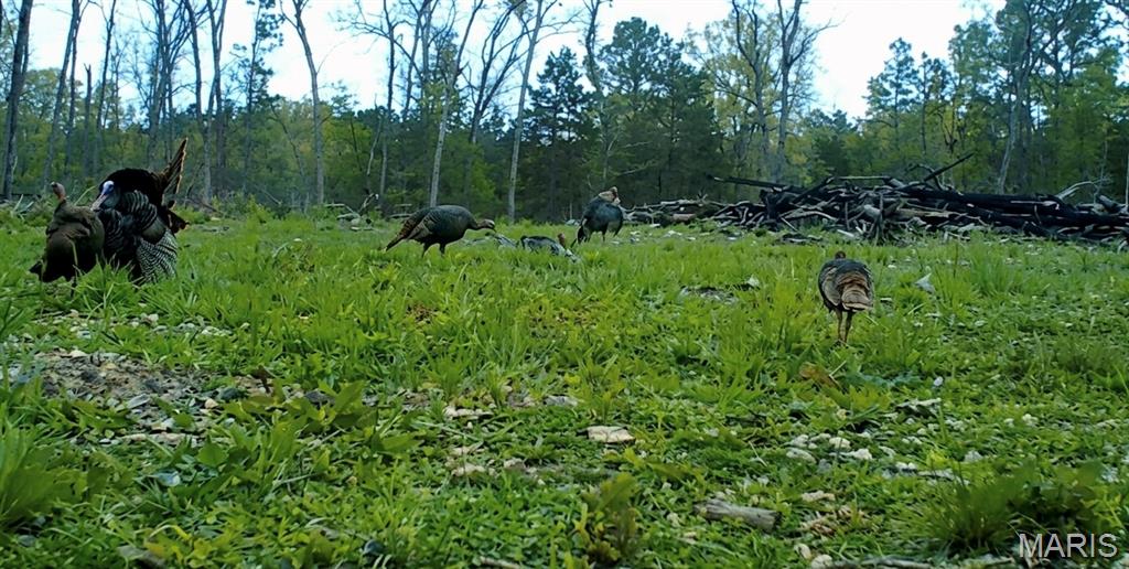 1 Furnace Creek Road Potosi, MO 63664 - Photo 3 of 17