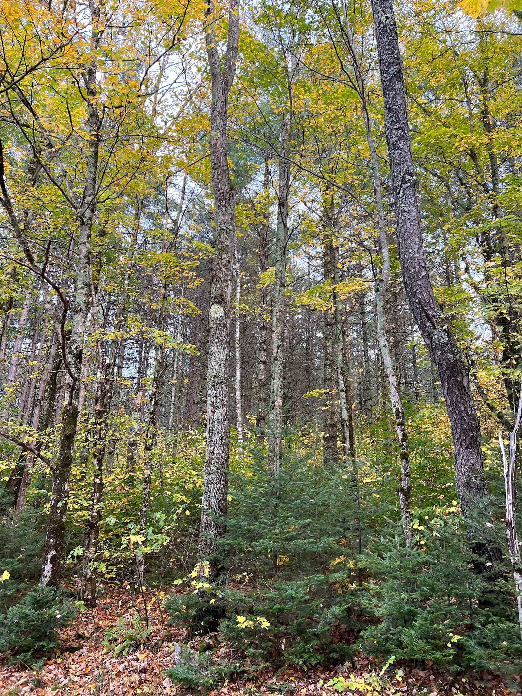 1649 Pond Hill Road Lunenburg, VT 05906 - Photo 6 of 37