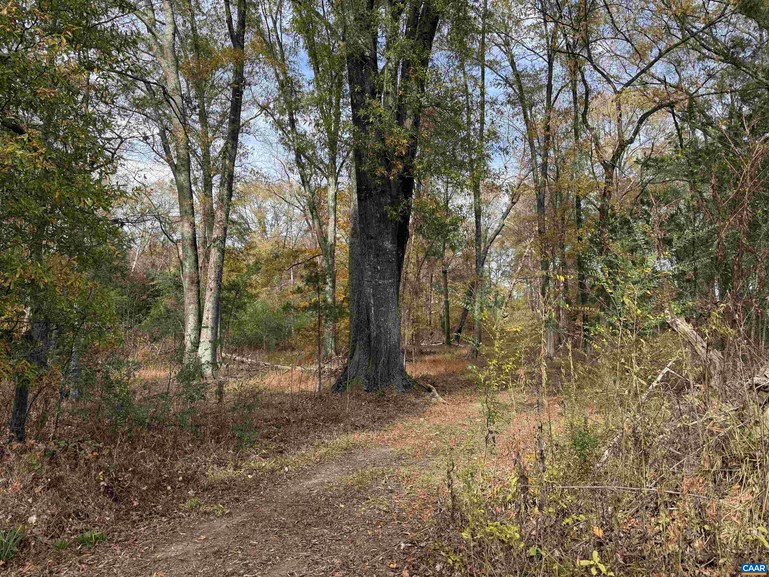 0 Bridgeport Road Arvonia, VA 23004 - Photo 32 of 64 a view of outdoor space and trees