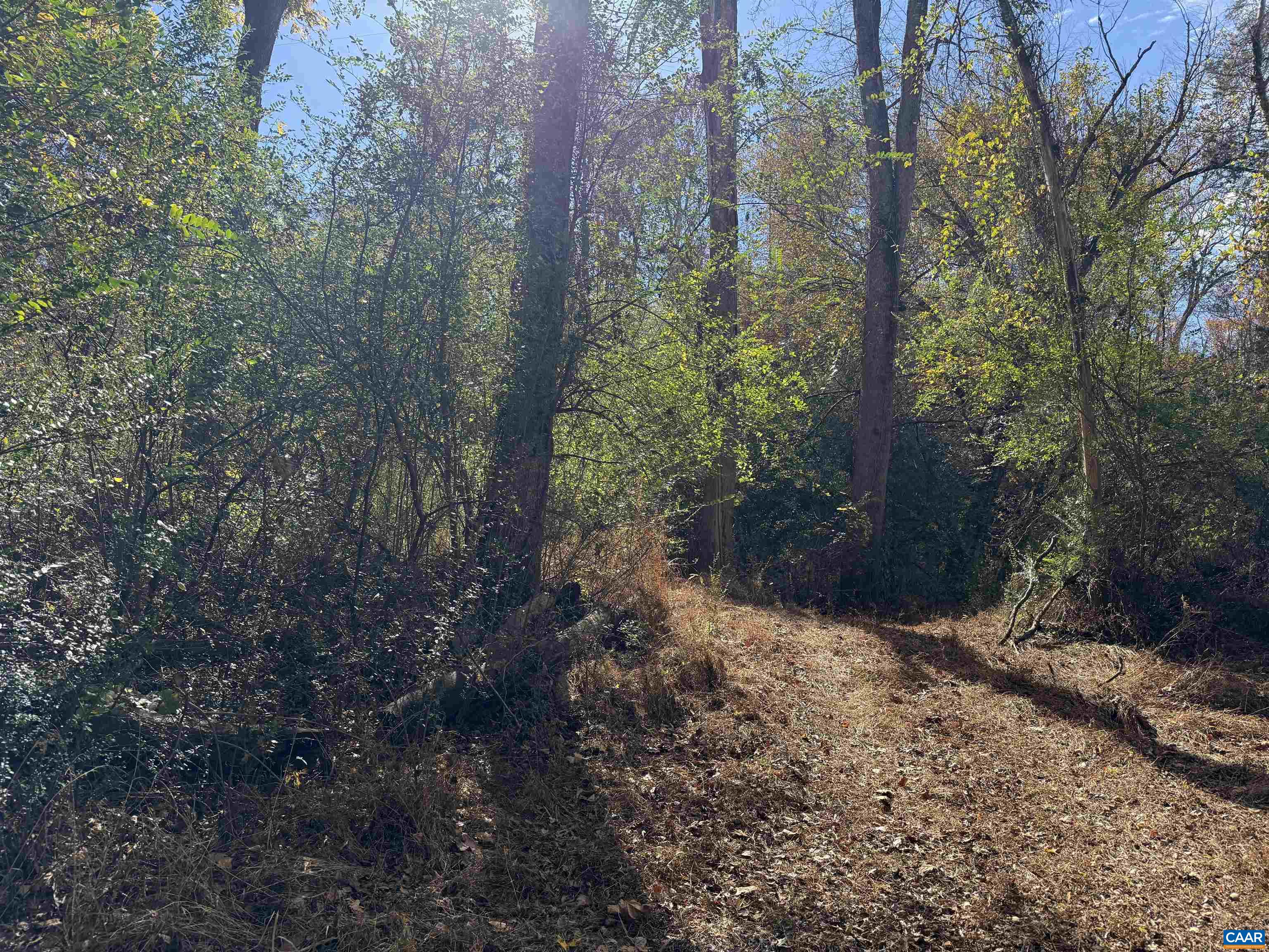 0 Bridgeport Road Arvonia, VA 23004 - Photo 40 of 64 a view of a forest filled with trees