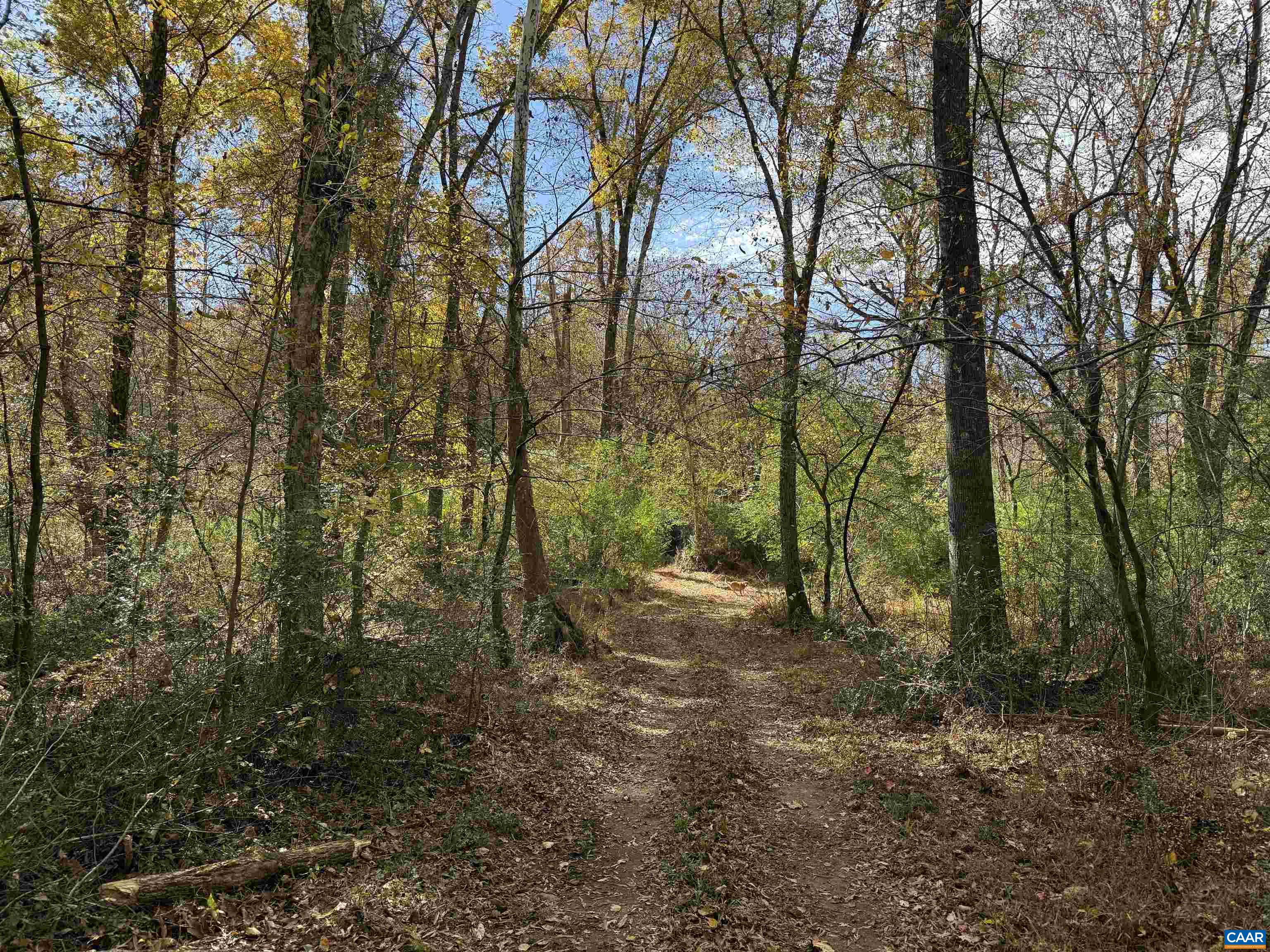 0 Bridgeport Road Arvonia, VA 23004 - Photo 44 of 64 a view of a forest with trees