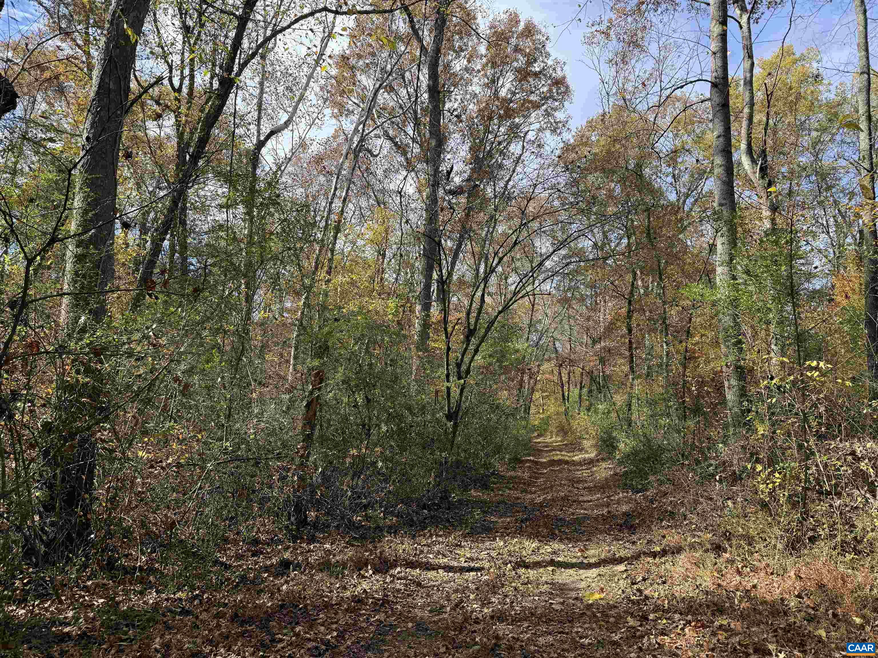 0 Bridgeport Road Arvonia, VA 23004 - Photo 45 of 64 a view of a forest with trees