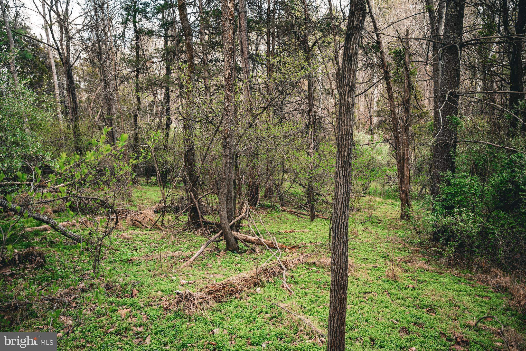 Tbd Ridgeview Drive Ruckersville, VA 22968 - Photo 15 of 27 a view of outdoor space and garden
