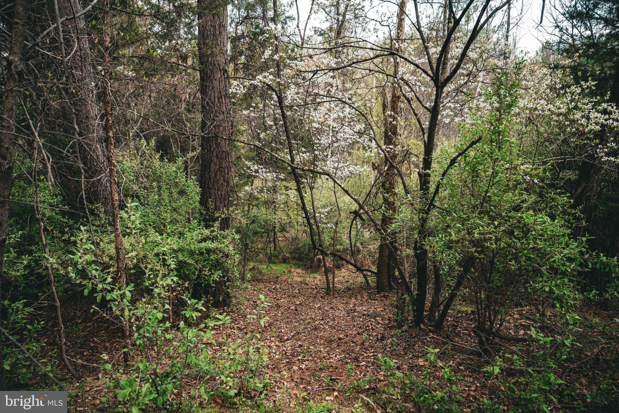 Tbd Ridgeview Drive Ruckersville, VA 22968 - Photo 17 of 27 a view of outdoor space and trees