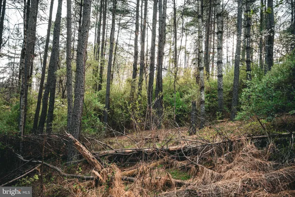 a view of forest
