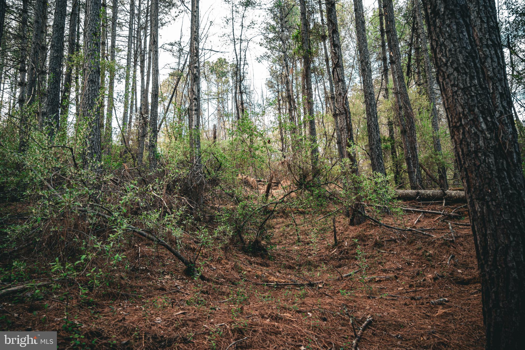Tbd Ridgeview Drive Ruckersville, VA 22968 - Photo 19 of 27 a view of forest