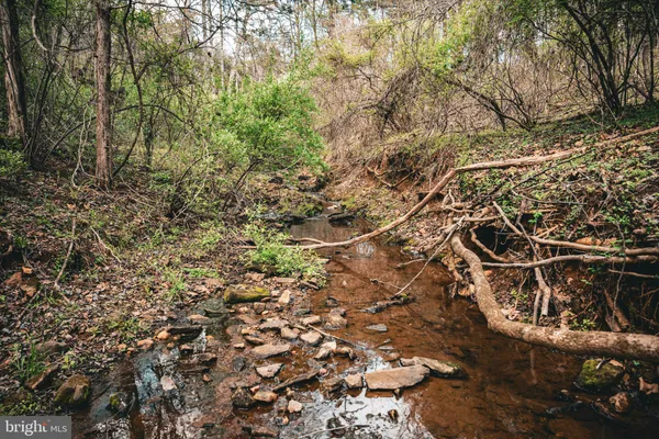 a view of a tree