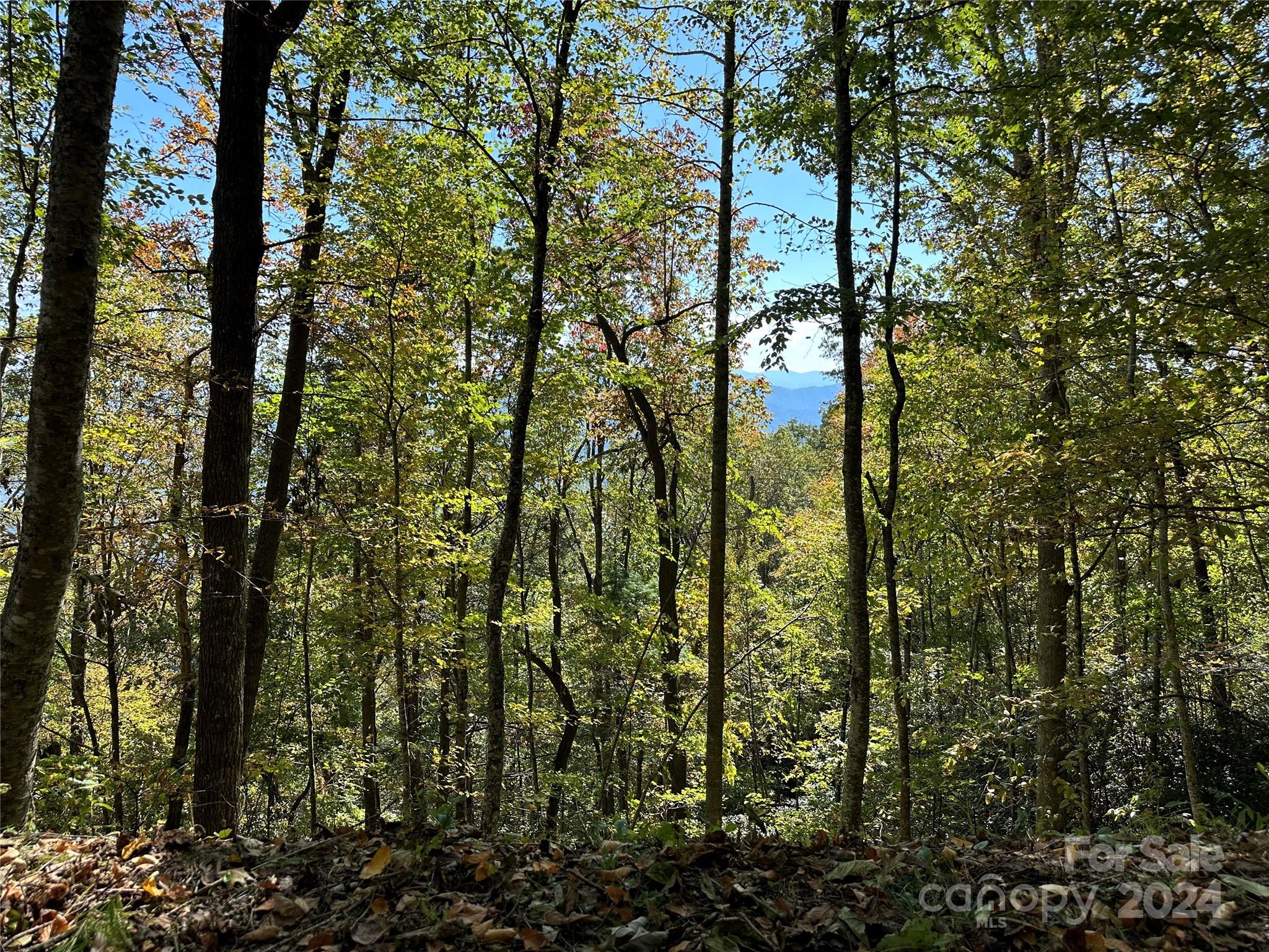 9999 Barn Cove Road Clyde, NC 28721 - Photo 2 of 7