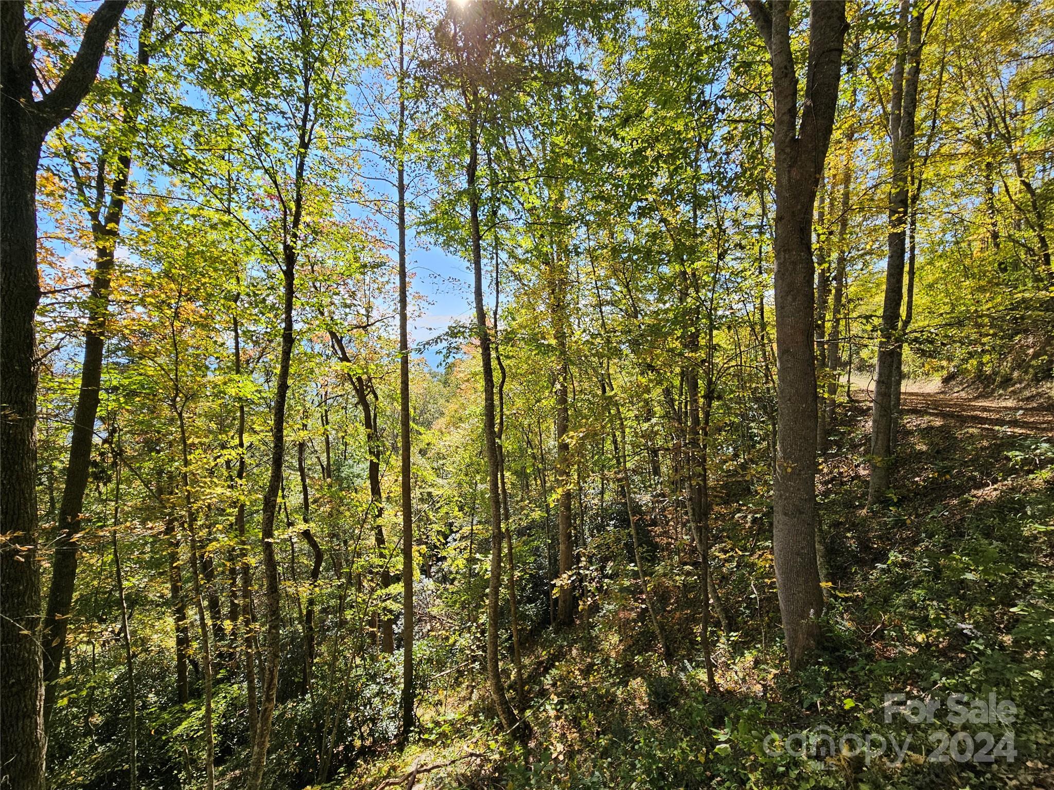 9999 Barn Cove Road Clyde, NC 28721 - Photo 3 of 7