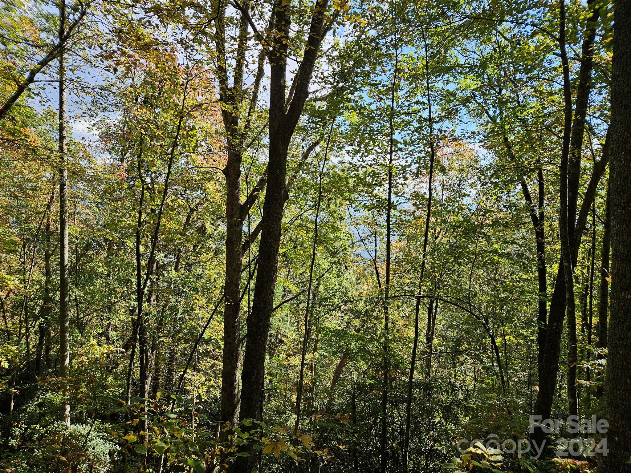 9999 Barn Cove Road Clyde, NC 28721 - Photo 4 of 7