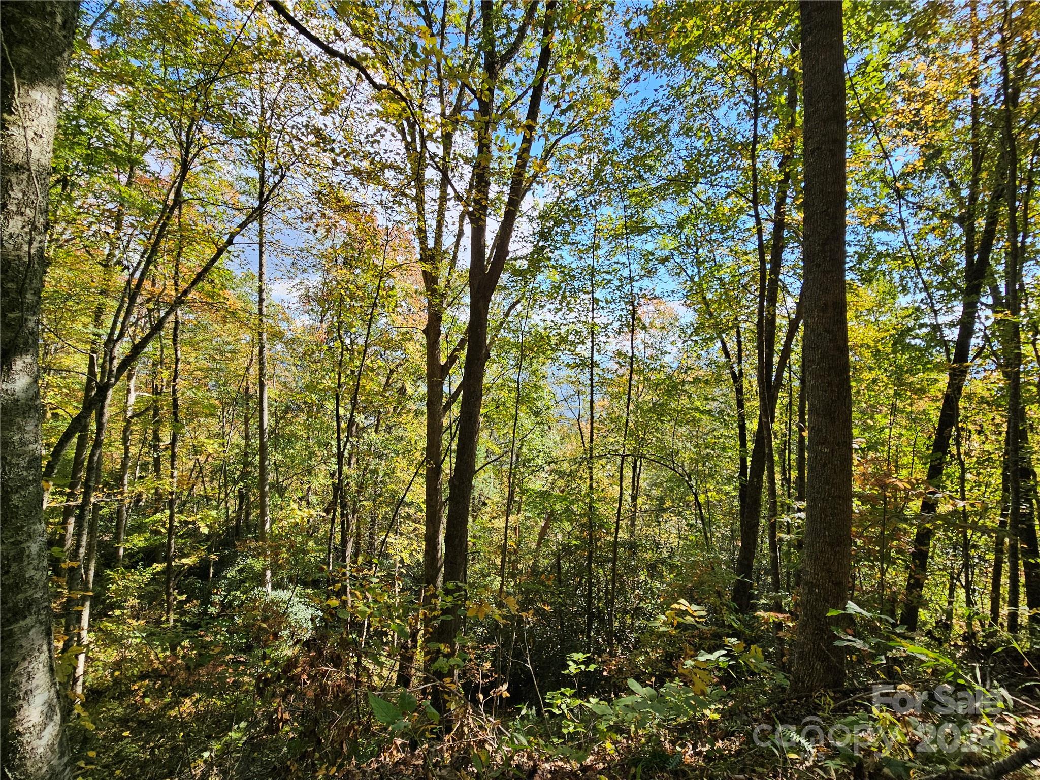 9999 Barn Cove Road Clyde, NC 28721 - Photo 5 of 7