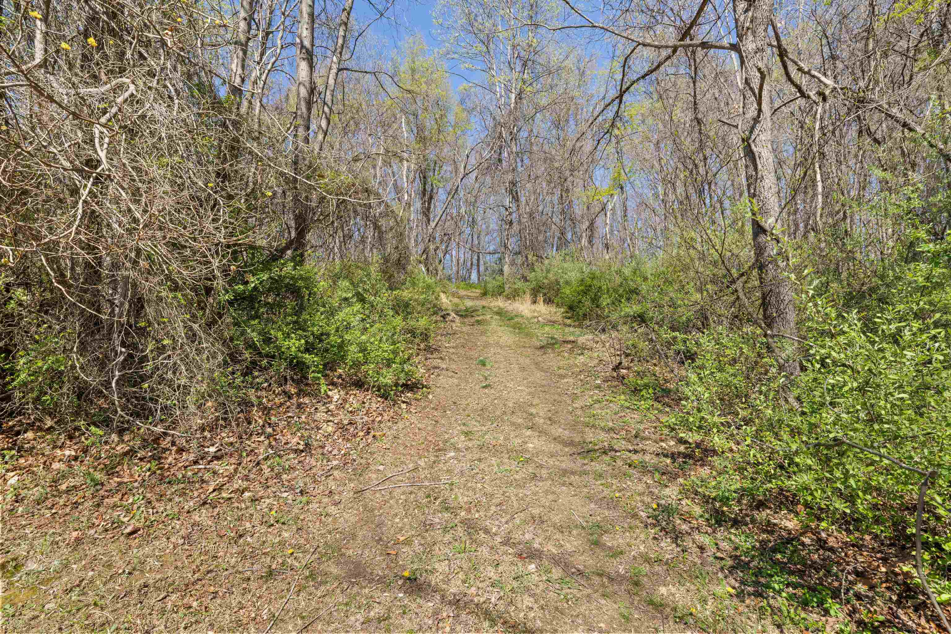 115 Spring Crossing Lane Steeles Tavern, VA 24476 - Photo 56 of 74 a view of a yard with a tree