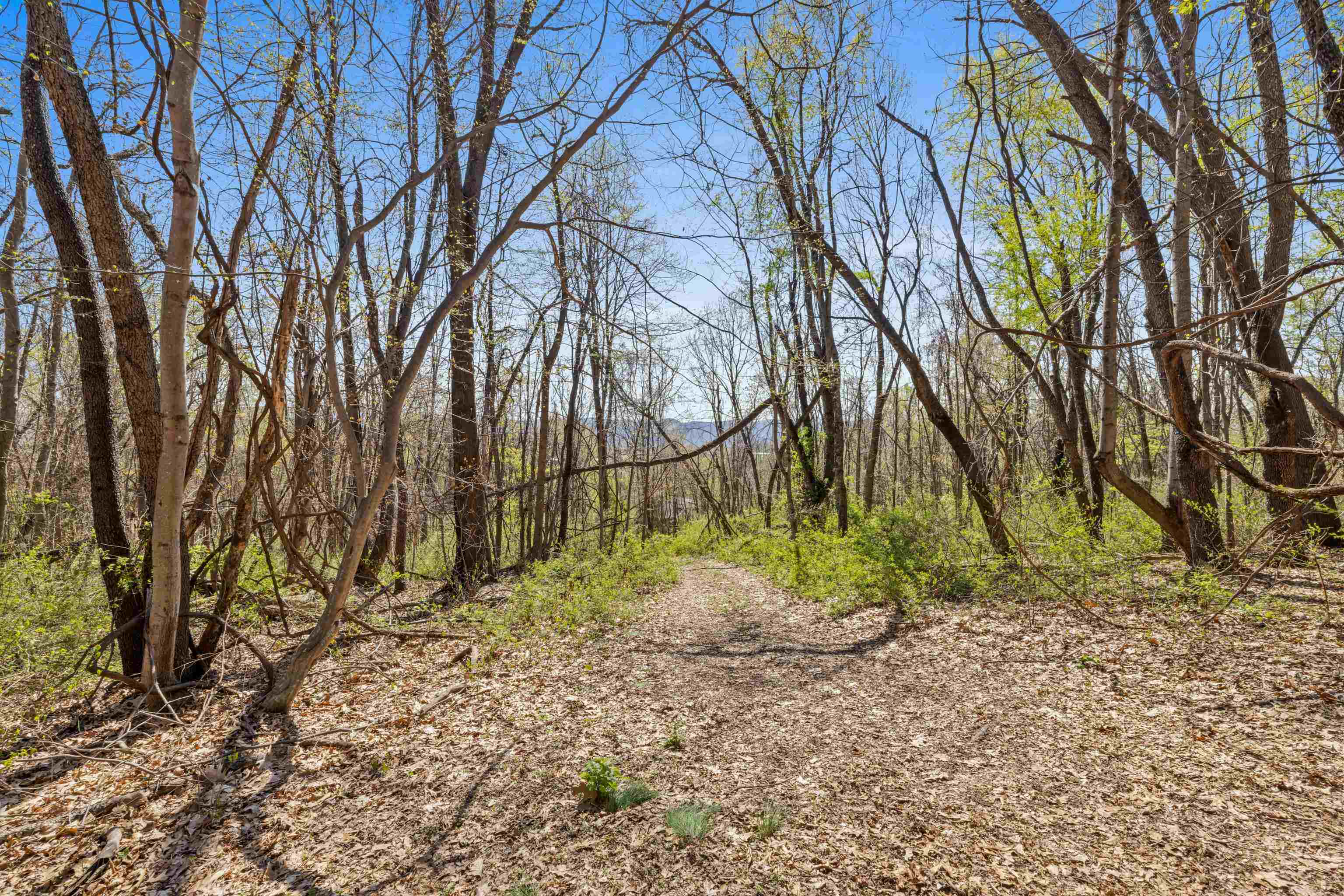 115 Spring Crossing Lane Steeles Tavern, VA 24476 - Photo 57 of 74 a backyard of a house with lots of green space