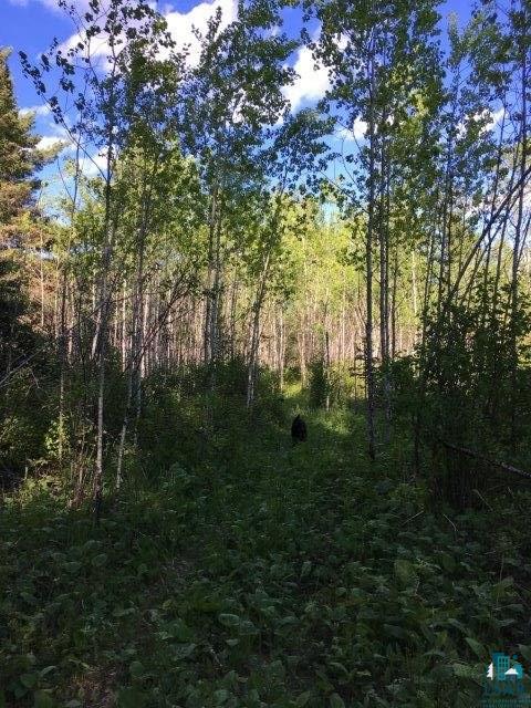 Tbd Pequaywan Lake Road Brimson, MN 55602 - Photo 5 of 15 Cut trails