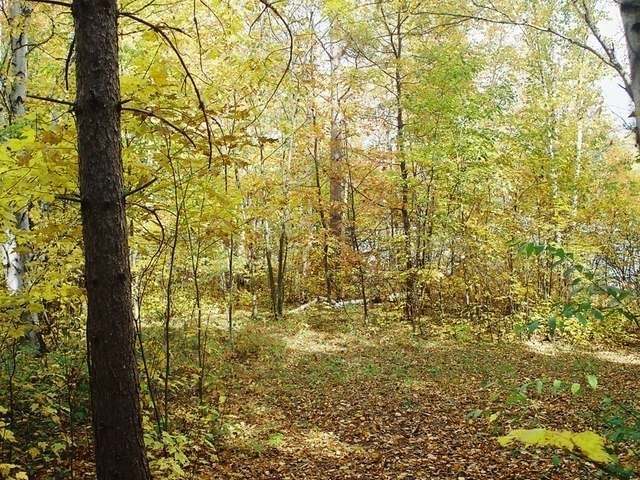 Lot 7 White Birch Road Woodruff, WI 54568 - Photo 5 of 9 Gallery Image 5