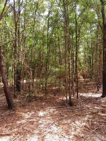 $149,500 | Parcel C-2 Parcel C-2 Wildlife Road, Holt, FL 32564
