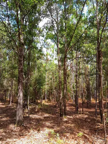 a view of a yard with large trees