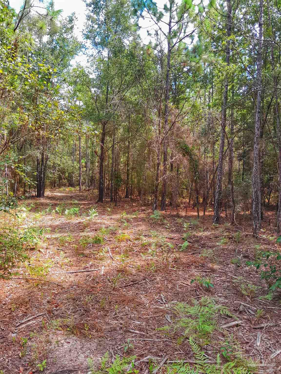 Parcel C-2 Parcel C-2 Wildlife Road Holt, FL 32564 - Photo 3 of 5 a view of outdoor space with trees
