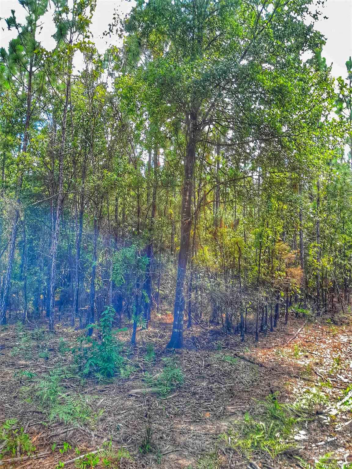 Parcel C-2 Parcel C-2 Wildlife Road Holt, FL 32564 - Photo 4 of 5 a view of a forest with trees