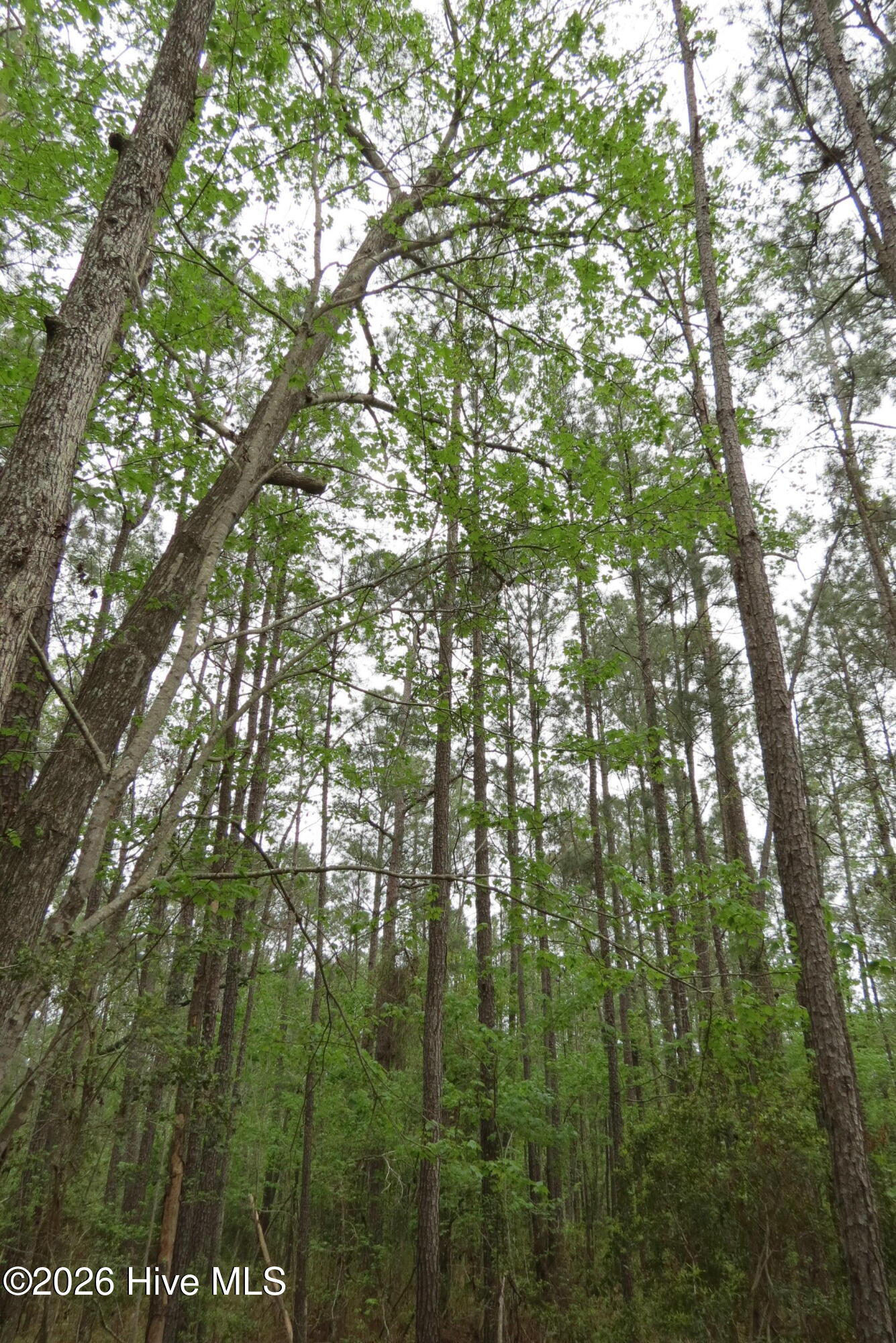 336 Mills Road Oriental, NC 28571 - Photo 11 of 30 IMG_2713