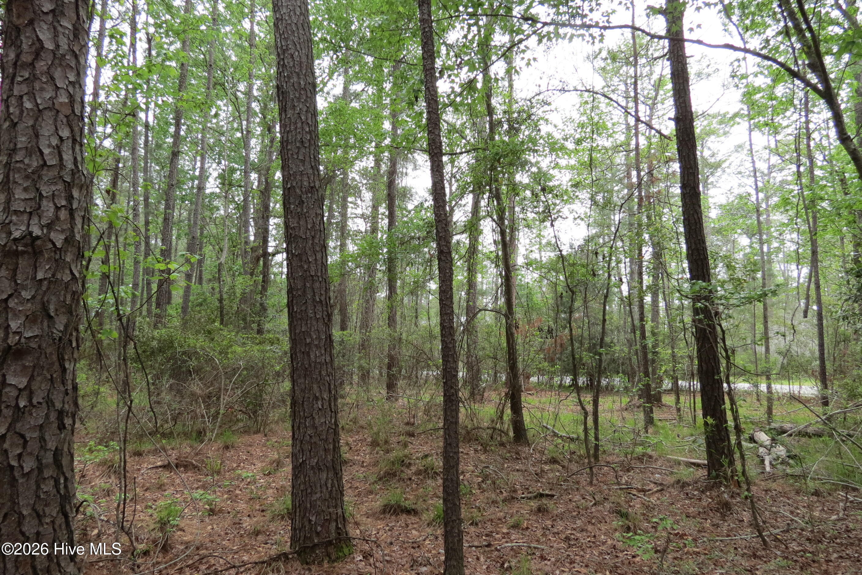 336 Mills Road Oriental, NC 28571 - Photo 12 of 30 IMG_2714