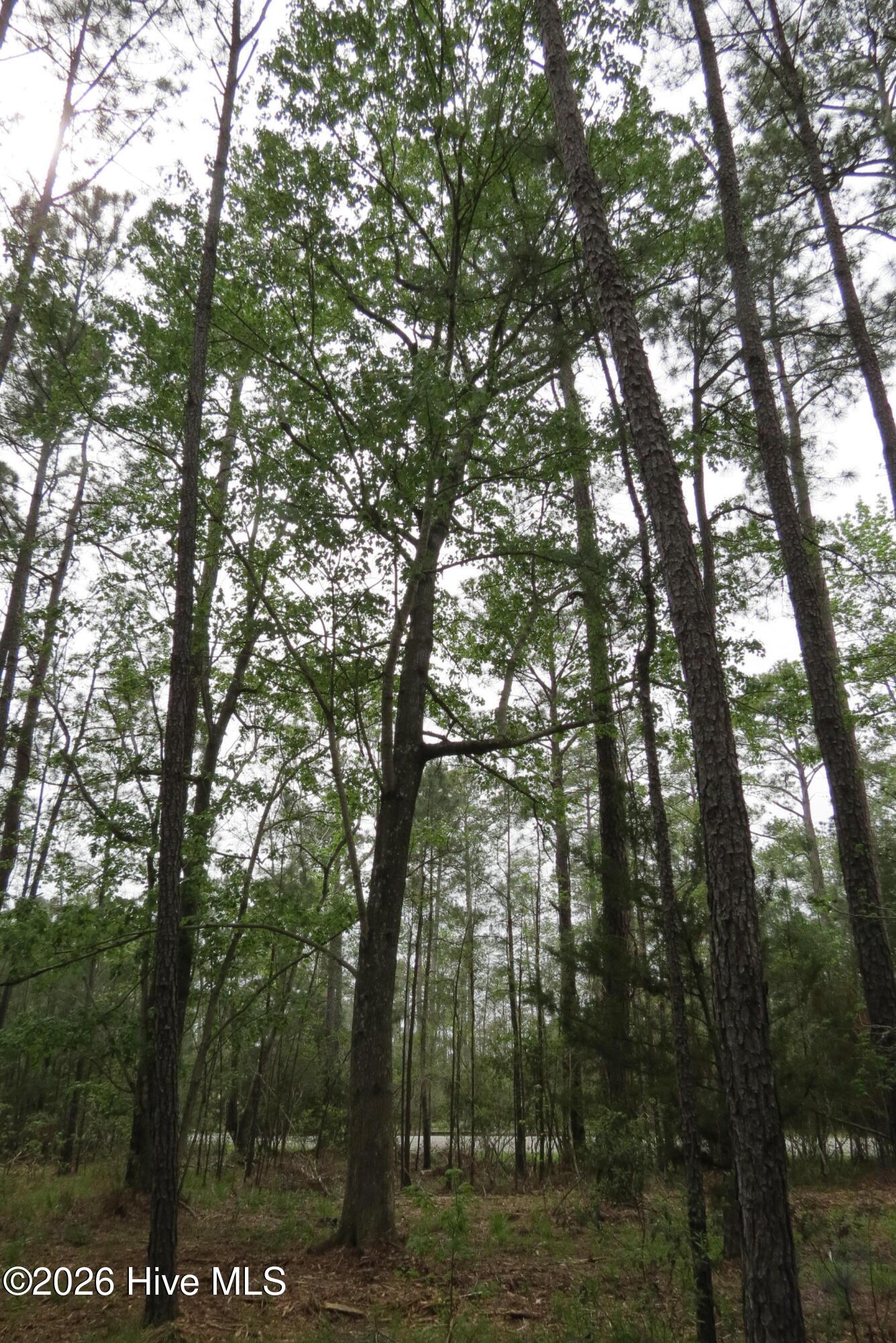336 Mills Road Oriental, NC 28571 - Photo 13 of 30 IMG_2715