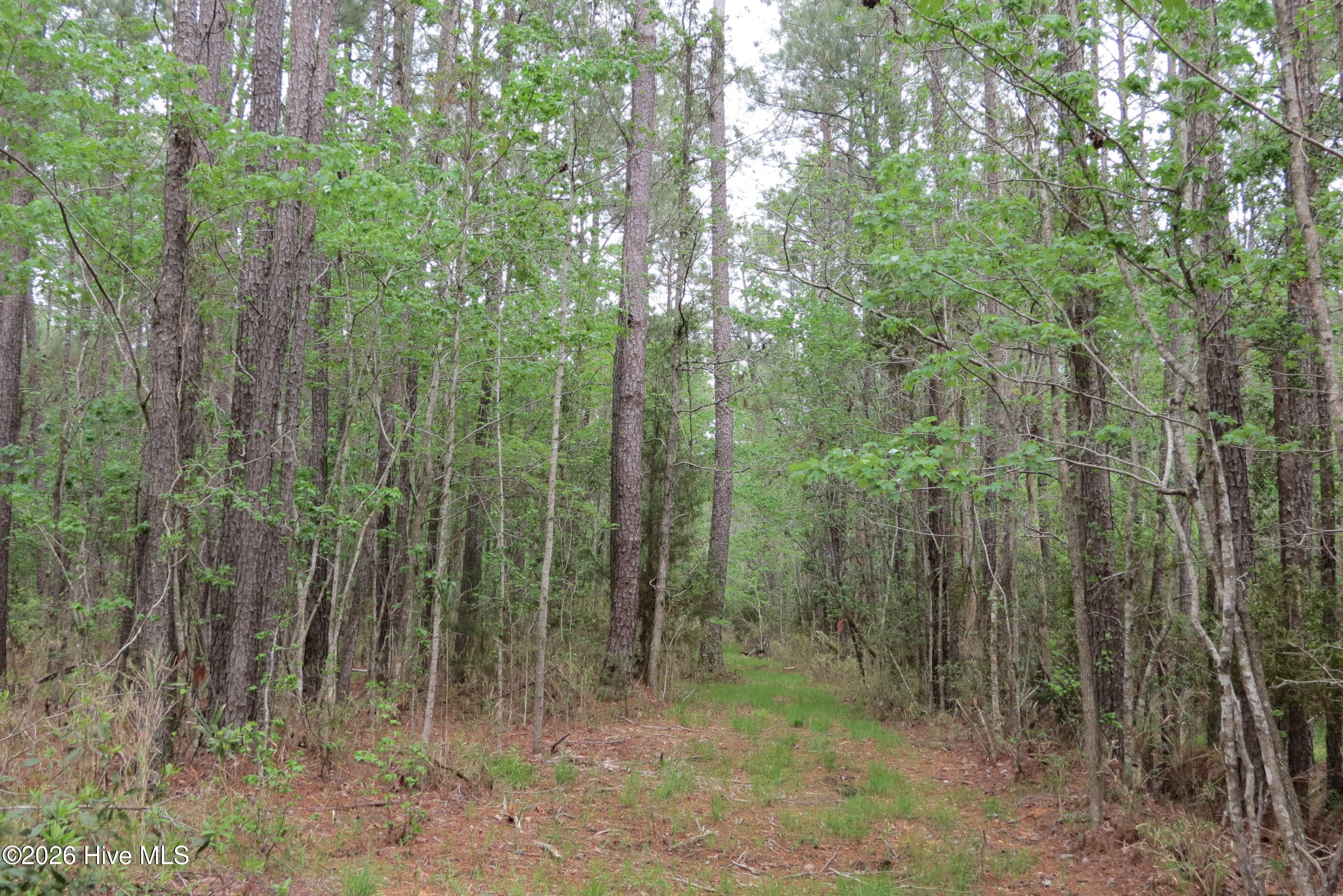 336 Mills Road Oriental, NC 28571 - Photo 14 of 30 IMG_2716