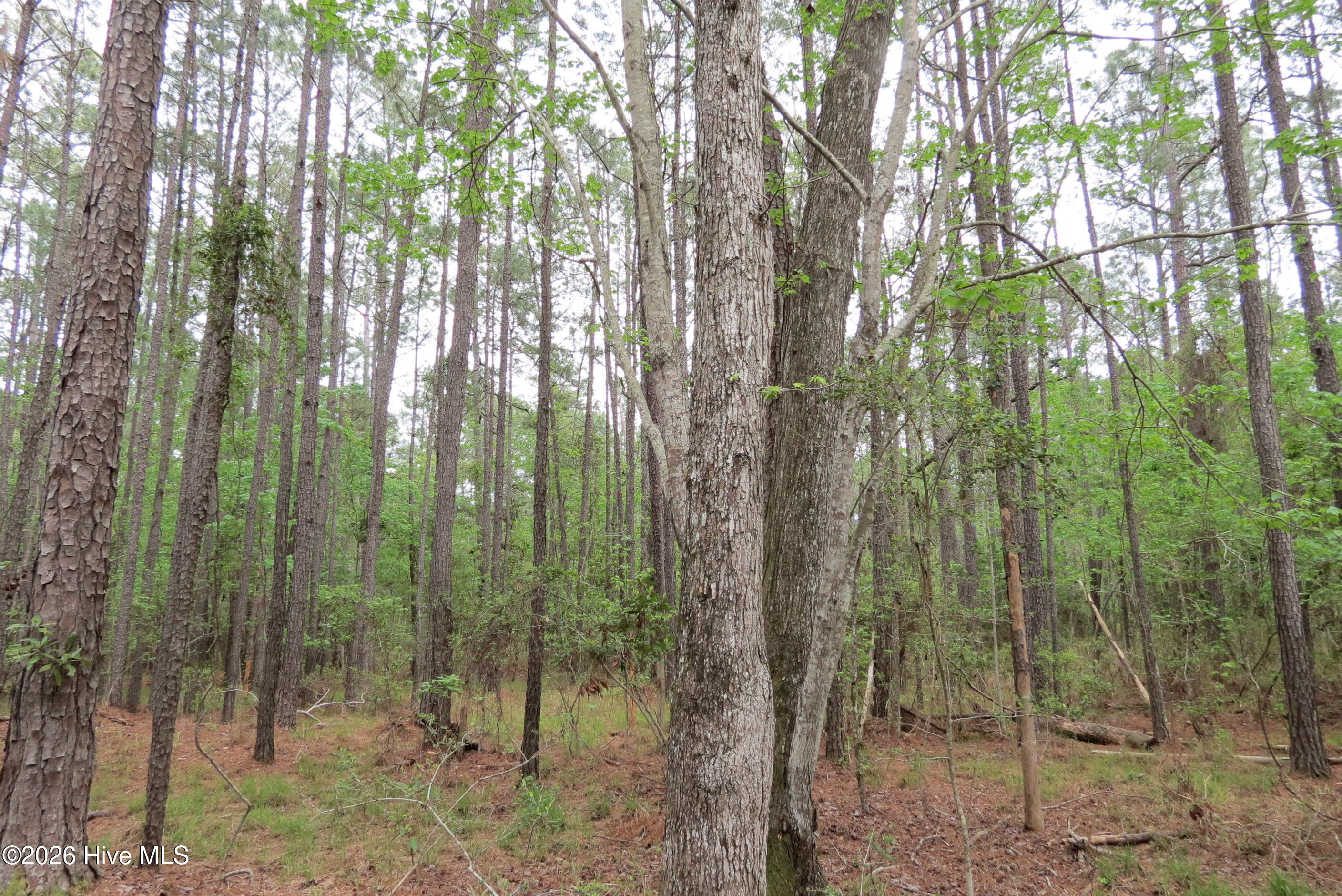 336 Mills Road Oriental, NC 28571 - Photo 10 of 30 IMG_2712