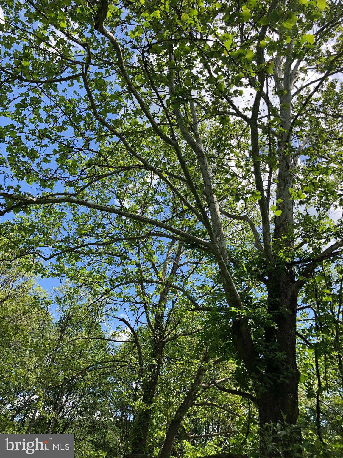 55 Mt Marshall Road Washington, VA 22747 - Photo 11 of 13 Nice sycamores, redbuds and hardwoods all around.