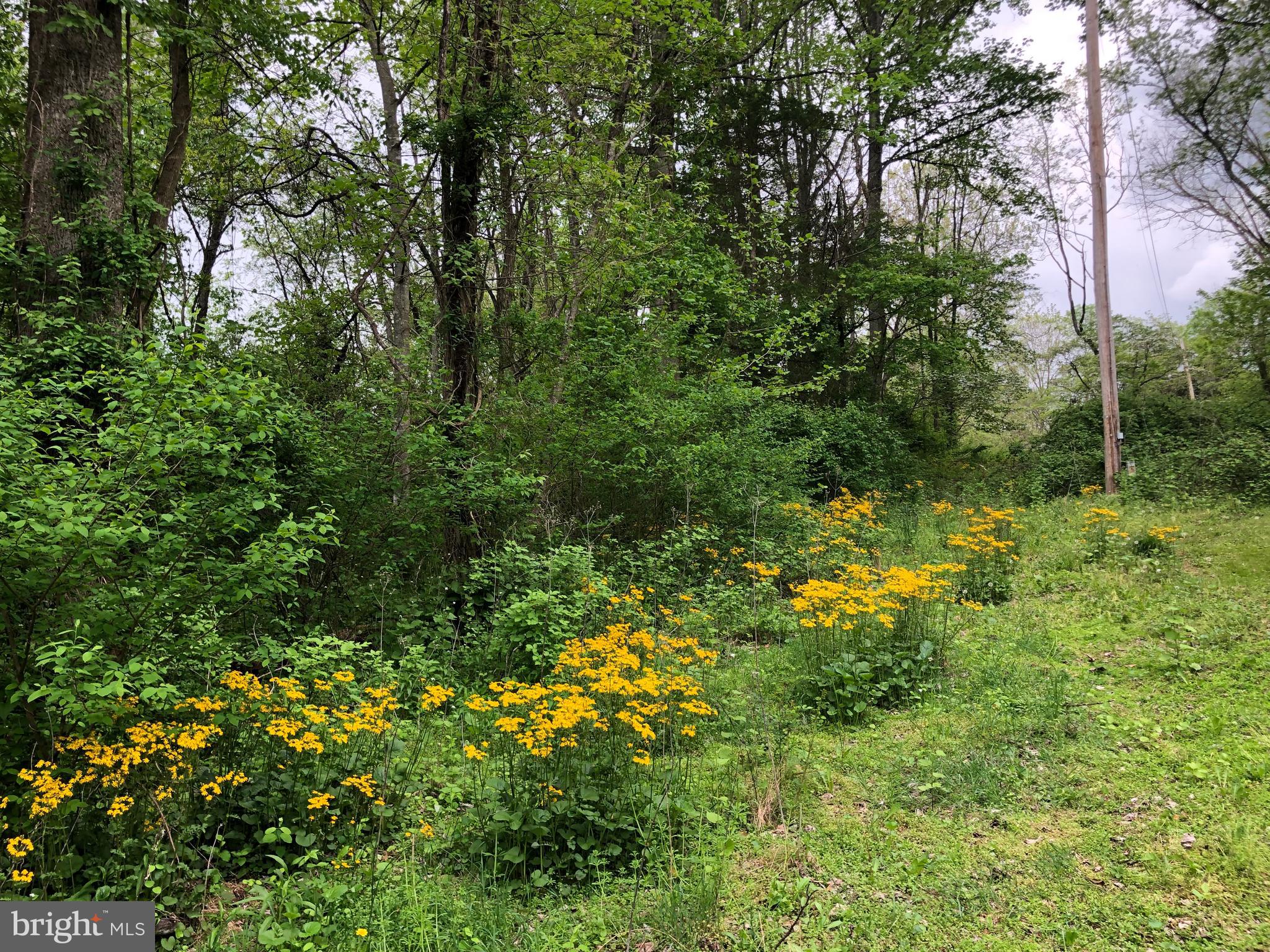 55 Mt Marshall Road Washington, VA 22747 - Photo 12 of 13 Wildflowers and others plantings all around.