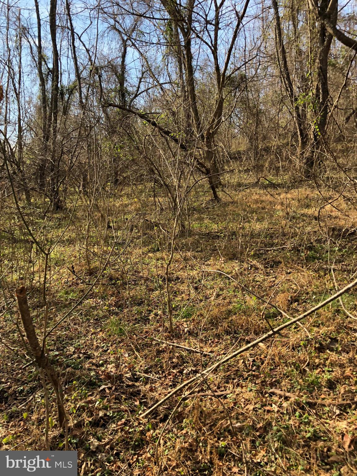 55 Mt Marshall Road Washington, VA 22747 - Photo 7 of 13 Rolliing landscape with small growth.