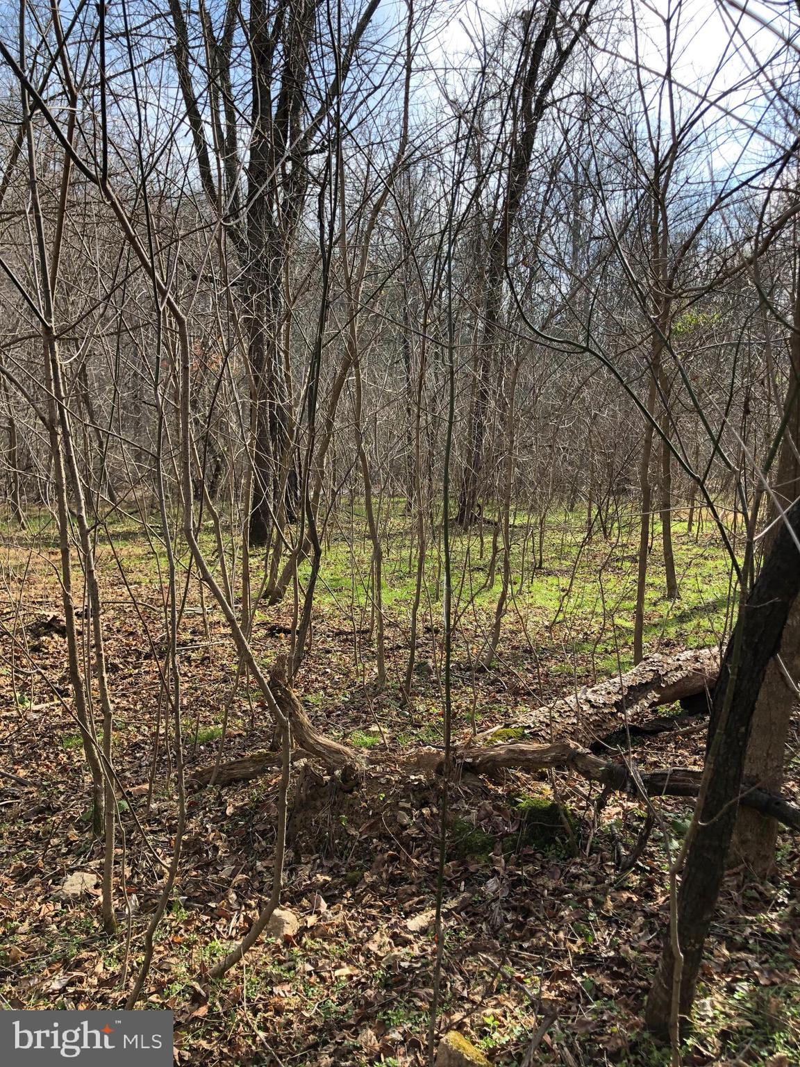 55 Mt Marshall Road Washington, VA 22747 - Photo 8 of 13 Some clearing to be done.