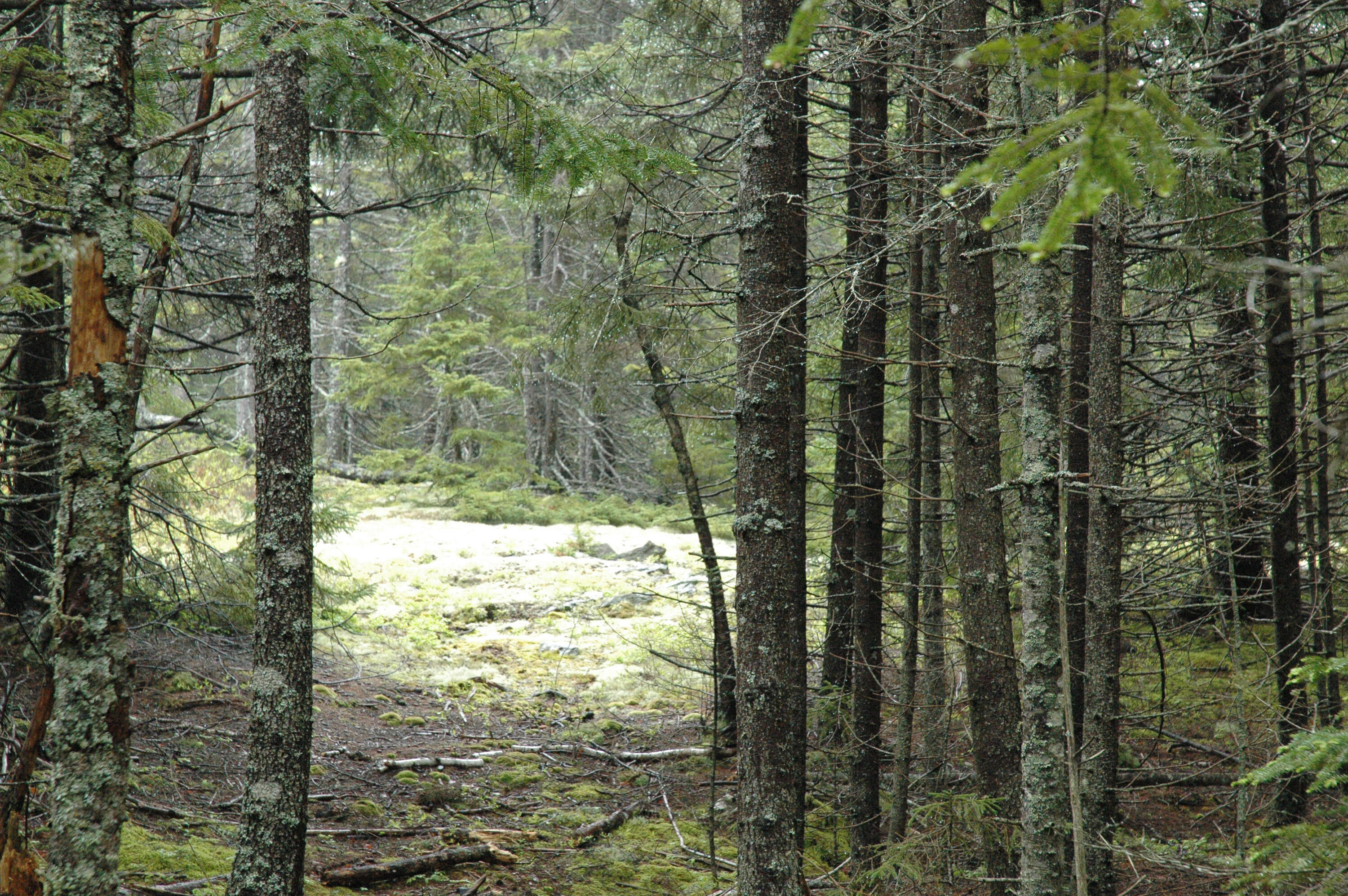 175 - Reach Road Brooklin, ME 04616 - Photo 11 of 14 00 Reach Road_Brooklin_011