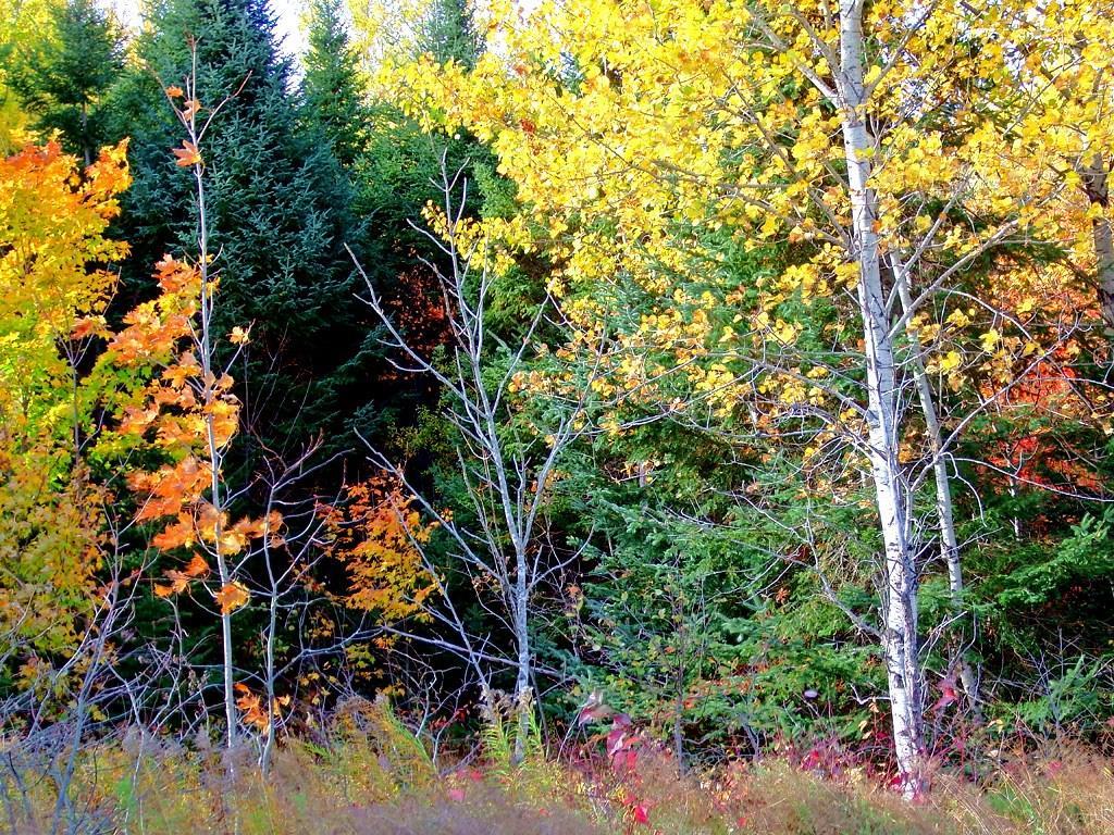Lot 32 B Road Houlton, ME 04730 - Photo 20 of 35 Photo