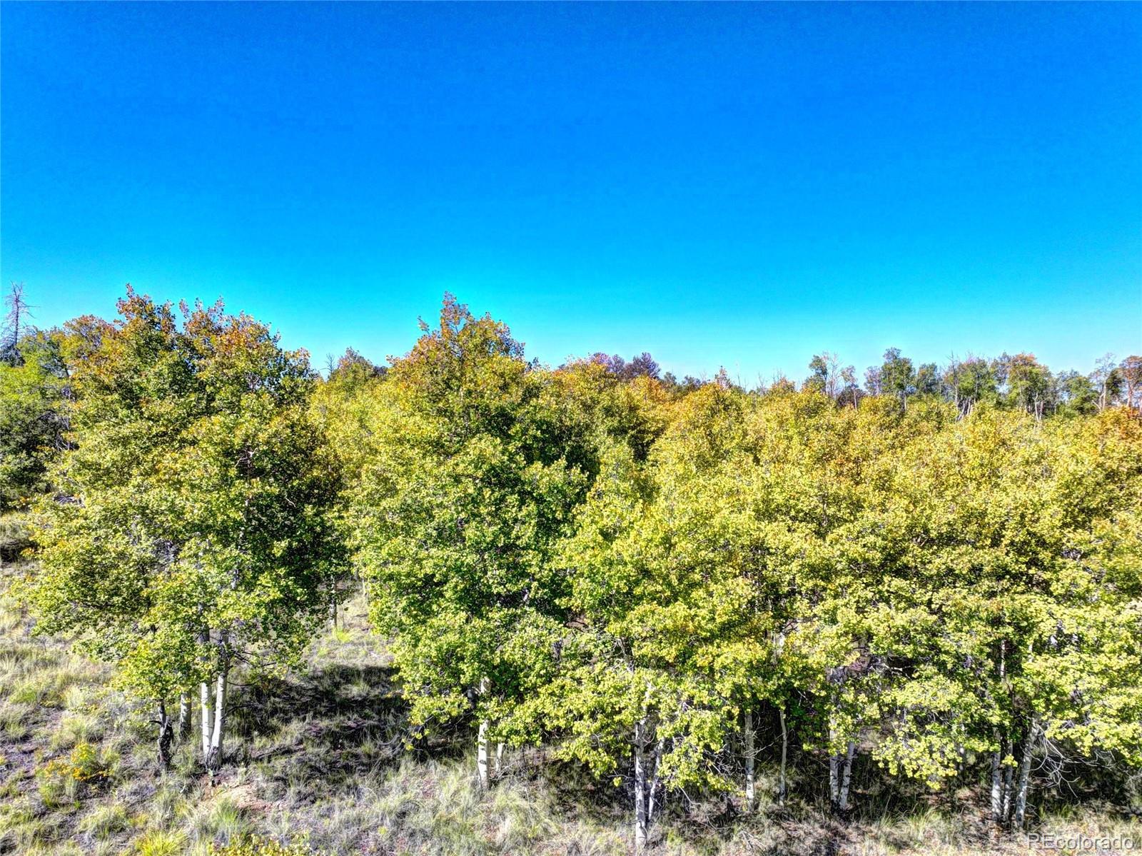 225 Antelope Way Como, CO 80432 - Photo 4 of 20 a view of a large trees with lots of plants