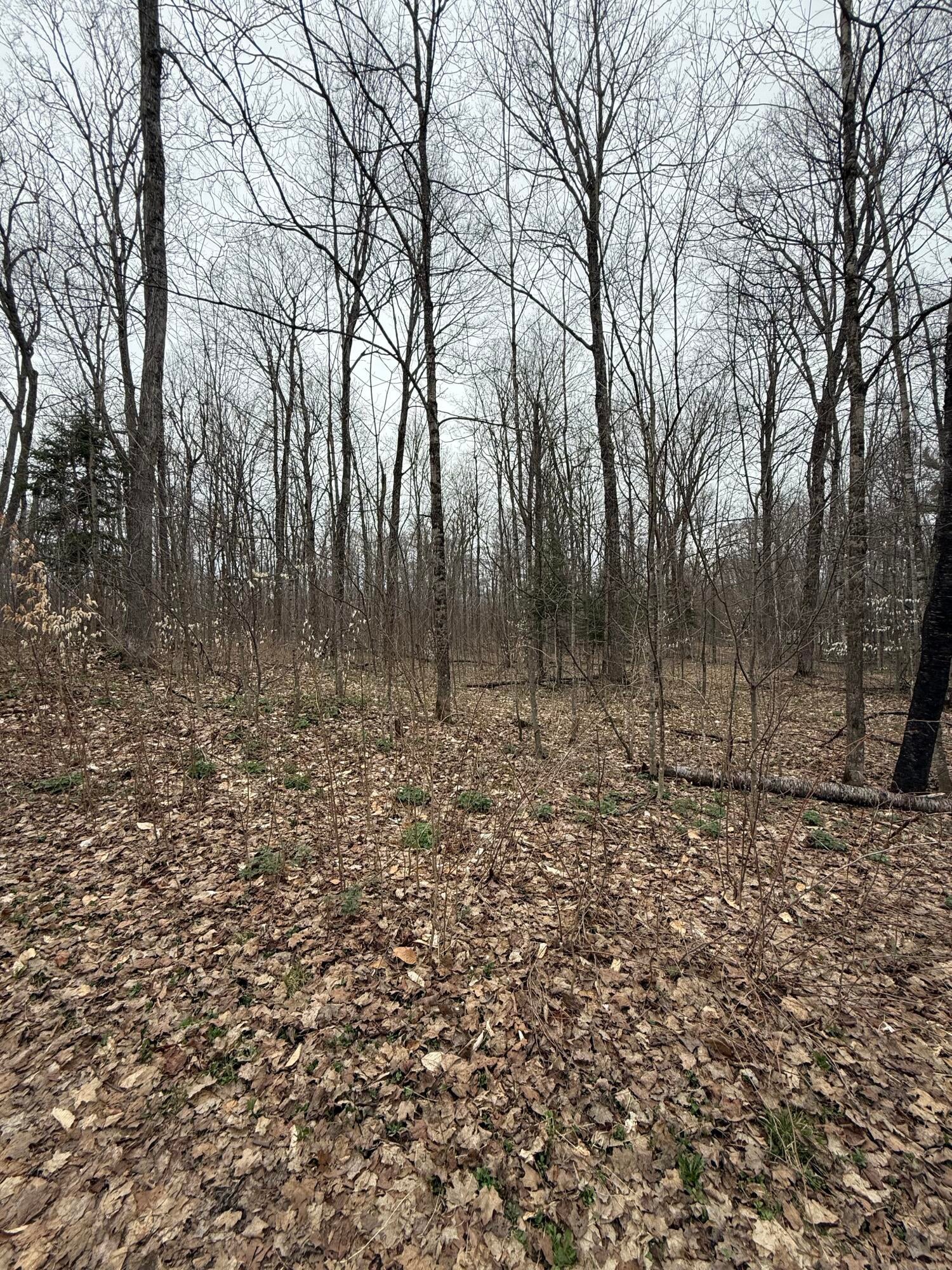 Tbd West Poglese Road Hessel, MI 49745 - Photo 3 of 5 Gallery Image 3
