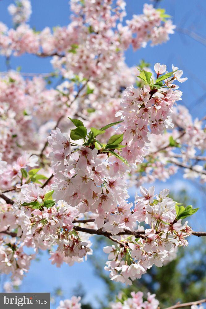 6420 Garnett Drive Chevy Chase, MD 20815 - Photo 28 of 37 More Beauty in this fabulous neighborhood