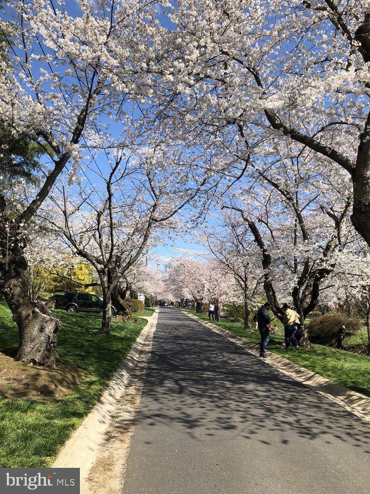 6420 Garnett Drive Chevy Chase, MD 20815 - Photo 29 of 37 Cherry blossoms abound
