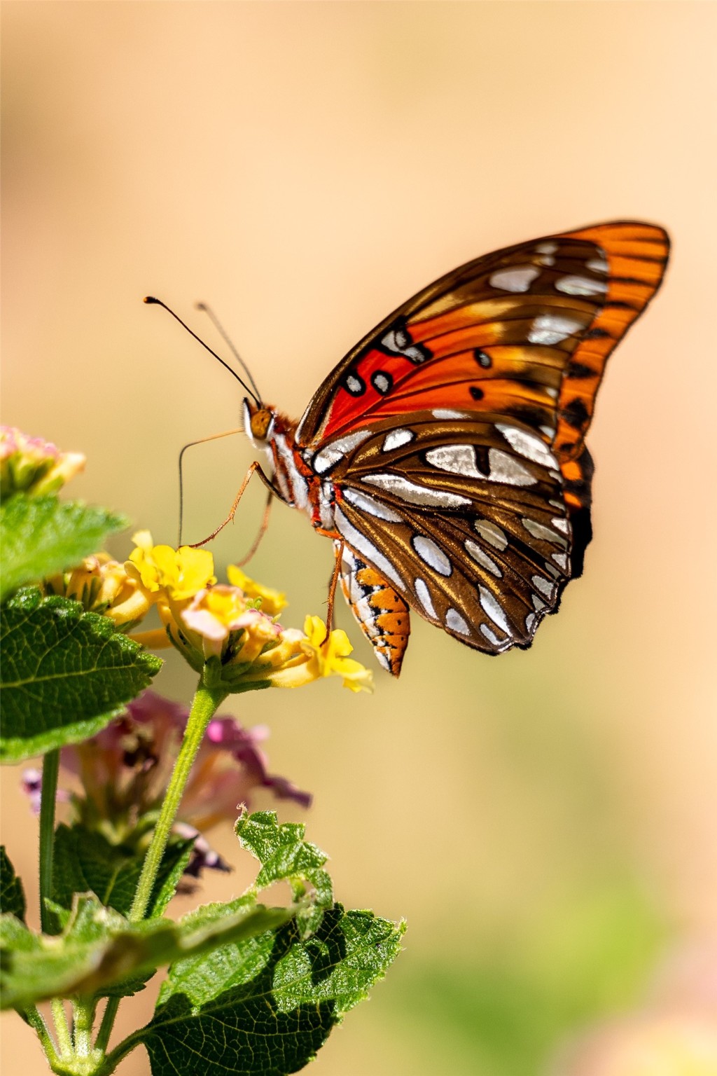 236 Main Street Grapeland, TX 75844 - Photo 30 of 31 a view of a plant in a backyard