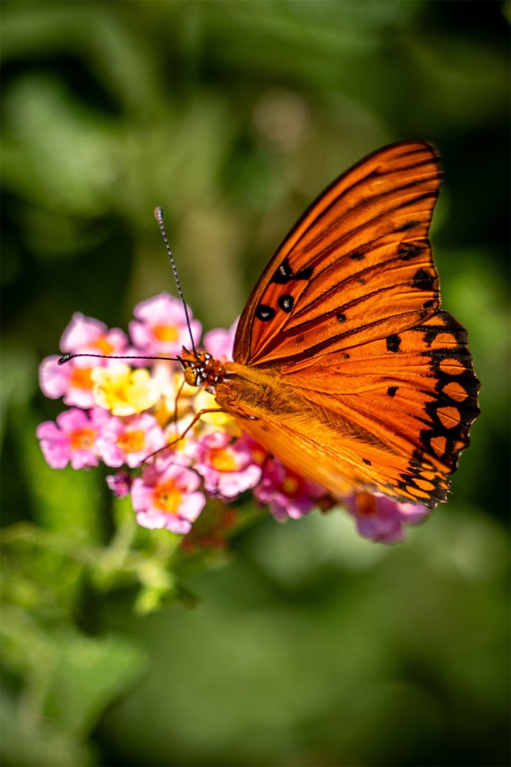 236 Main Street Grapeland, TX 75844 - Photo 31 of 31 a backyard of a house with table and chairs