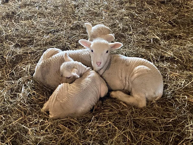 $1,050,000 | 36415 Homer Valley Lane, Winona, MN 55987