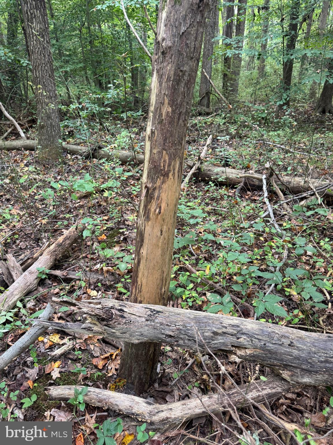 0 Scotland Point Road Elkton, MD 21921 - Photo 54 of 63 Gallery Image 54