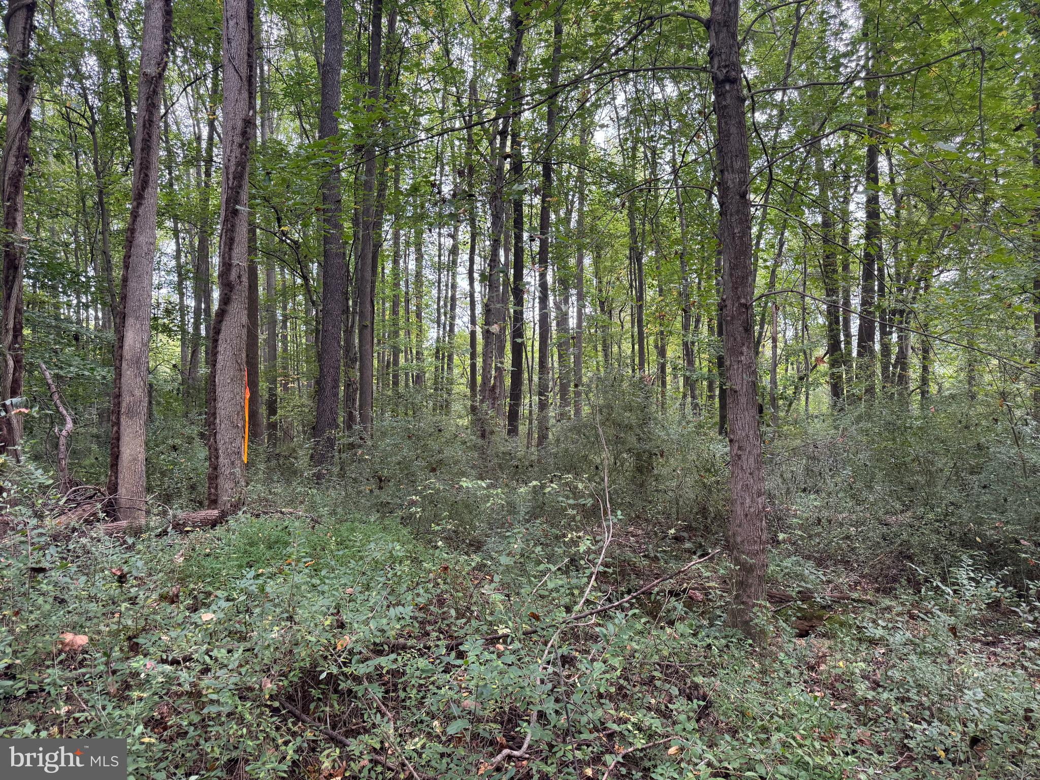 0 Scotland Point Road Elkton, MD 21921 - Photo 58 of 63 Gallery Image 58
