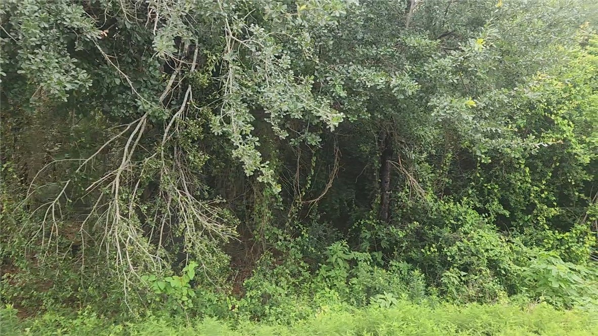 Lot 61 Greenfield Road Hempstead, TX 77445 - Photo 8 of 17 a view of a forest
