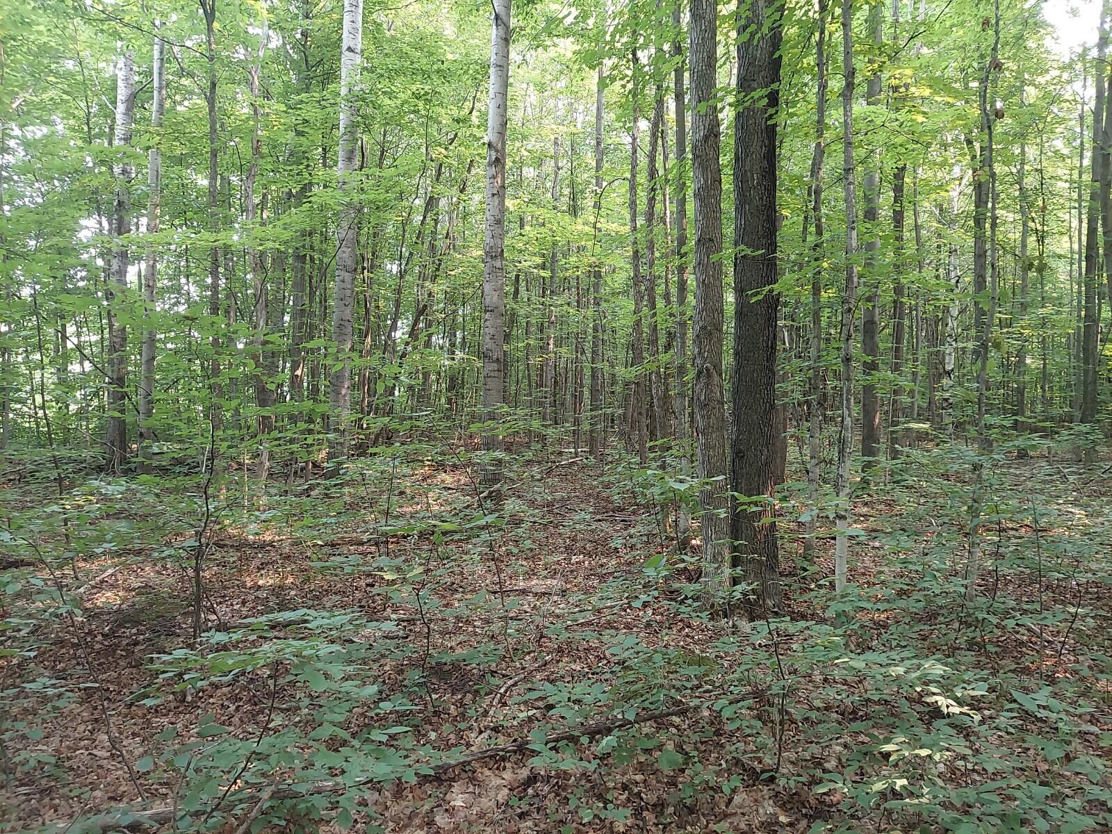 Patience Path Gaylord, MI 49735 - Photo 9 of 10 Gallery Image 9