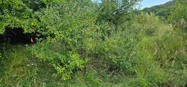 $8,000 | Lot 108 White Flagg La, La Valle, WI 53941