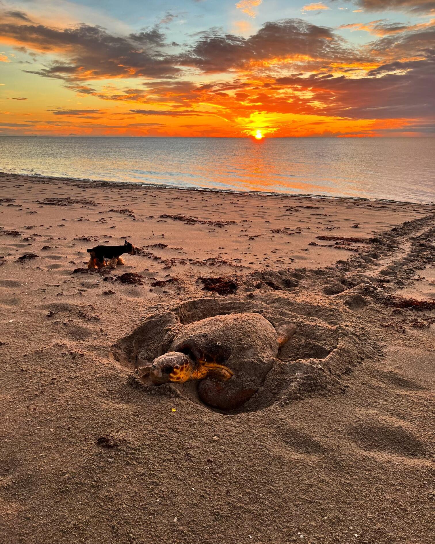 3450 South Ocean Boulevard, Unit 105 Palm Beach, FL 33480 - Photo 43 of 49 1B5E86F0-9600-4B36-9CFF-A49280860461