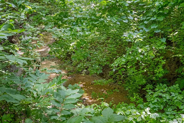 a view of a tree in a yard