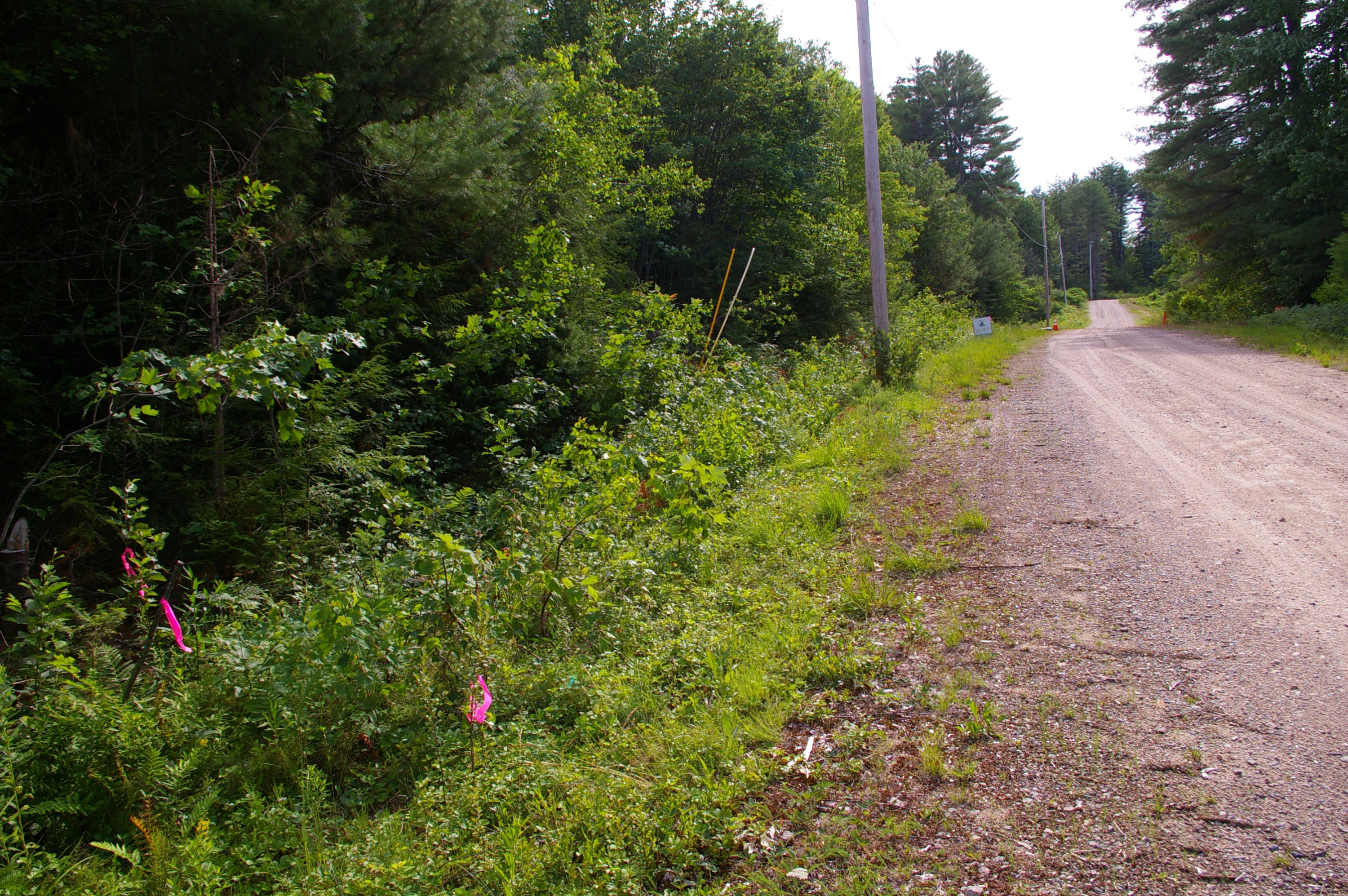 Lot #8 Rowe Lane Road Brownfield, ME 04010 - Photo 7 of 14 IMGP4102