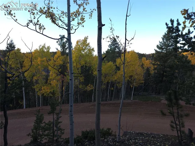 a view of a forest with trees